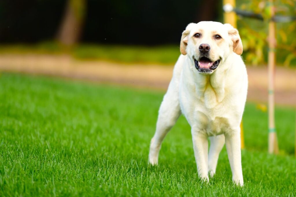 Quelle est la différence entre un Labrador et un golden retriever ?